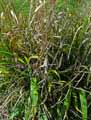 Phaenosperma globosa