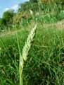Phalaris aquatica, Phalaris tuberosa