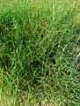 Phalaris aquatica, Phalaris tuberosa