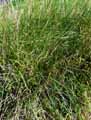 Phalaris aquatica, Phalaris tuberosa
