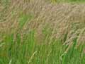 Phalaris arundinacea