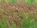 Phalaris arundinacea