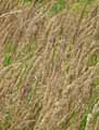 Phalaris arundinacea