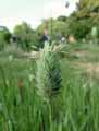 Phalaris canariensis