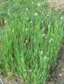 Phalaris canariensis