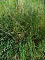 Phalaris coerulescens