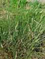 Phalaris coerulescens