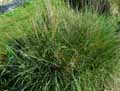 Phalaris coerulescens