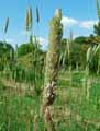 Phalaris coerulescens