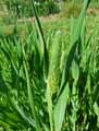 Phalaris minor