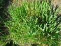 Phalaris minor