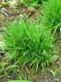 Phleum arenarium