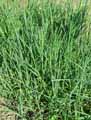 Phleum paniculatum