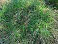 Phleum pleoides