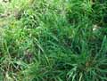Phleum pratense ssp. bertolonii