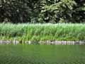 Phragmites communis, Phragmites australis