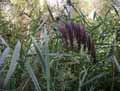 Phragmites communis, Phragmites australis