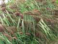Phragmites communis, Phragmites australis