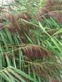 Phragmites communis, Phragmites australis