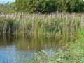 Phragmites communis, Phragmites australis
