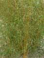 Phyllostachys aurea