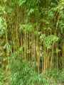 Phyllostachys aurea