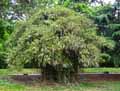 Phyllostachys aurea