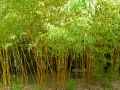Phyllostachys aurea Holocrysa
