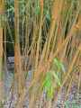 Phyllostachys aurea Holocrysa