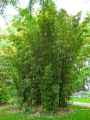 Phyllostachys bissetii