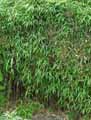 Phyllostachys bissetii