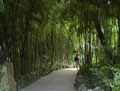 Phyllostachys dulcis