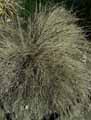 Piptatherum coerulescens