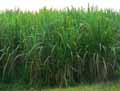 Saccharum officinarum