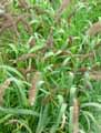 Setaria italica