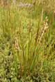 Spartina maritima