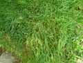 Stipa eriocaulis ssp. eriocaulis