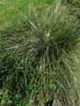 Stipa gigantea