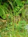 Stipa pennata