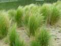 Stipa tenuissima, Stipa tenuifolia