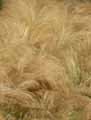 Stipa tenuissima, Stipa tenuifolia