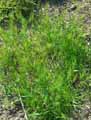 Taeniatherum caput-medusae, Elymus caput-medusae