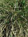 Tripsacum dactyloides