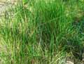 Trisetum flavescens