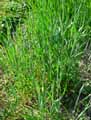 Triticum aestivum