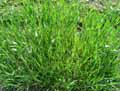 Triticum aestivum ssp. spelta