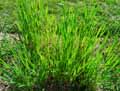Triticum durum