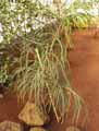 Dacrydium araucarioides