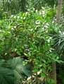 Phyllocladus hypophyllus
