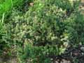 Podocarpaceae-Podocarpus-alpinus-Podocarpe.jpg